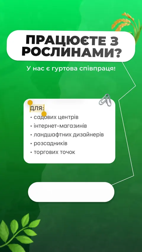 Квітковий бутік — сторіс — Peonita