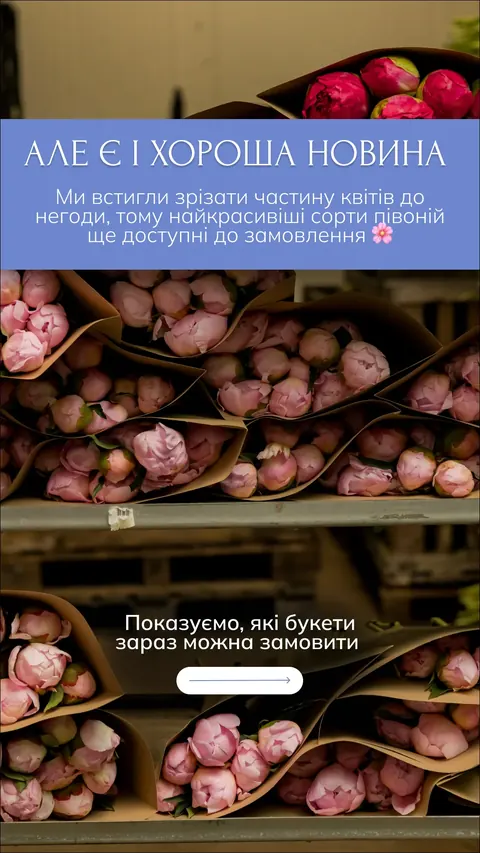 Сезон півоній — сторіс — Peonita