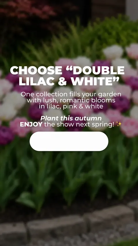 Колекція Double Lilac and White — Garden bulbs