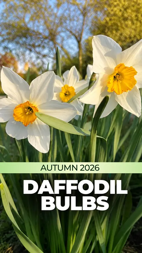 Нарциси — осінь 2026 — Garden bulbs
