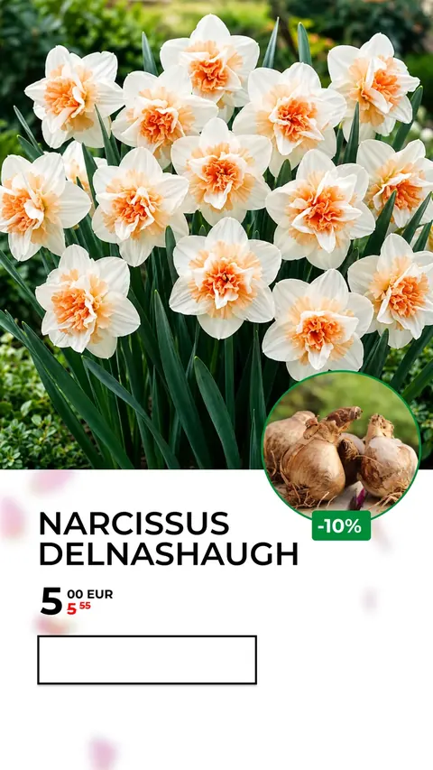 Сорти нарцисів — Garden bulbs