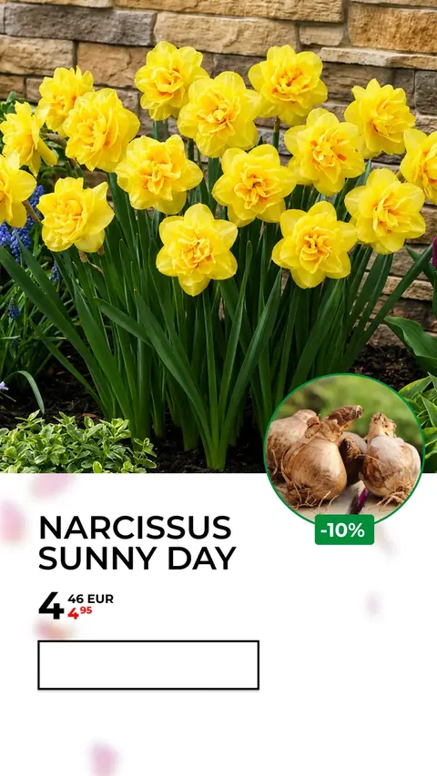 Narcissus Sunny Day — оффер — Garden bulbs